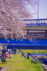 野川の春（東京都調布市）