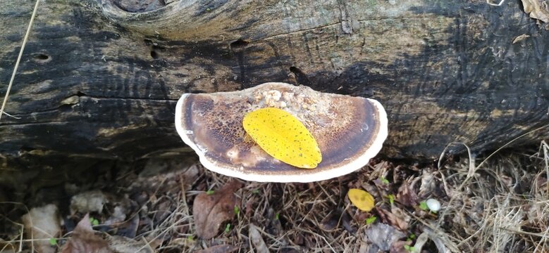 Fungi of the genus Lenzites develop on large-sized felling stumps and branches of predominantly hardwood species Have cap-shaped fruit bodies of cork-leathery consistency with white tissue and