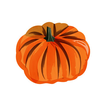 Watercolour pumpkin on white background