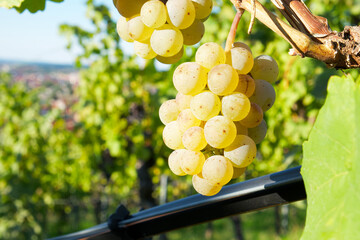 a bunch of white grapes close-up on a vineyard background
