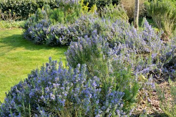 Romarin dans le parc du domaine du château de la Roche-Jagu en Bretagne © aquaphoto