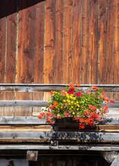 Fototapeta na wymiar Pianta fiorita su un davanzale di una casa rurale o di montagna