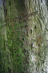 Graffiti scratched in to tree bark.
