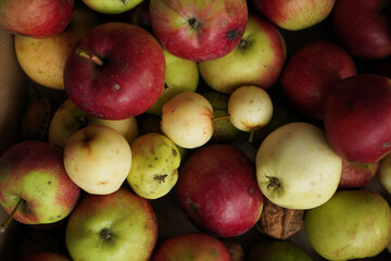 Mixed fresh ripe garden harvest of apple. Natural fruit background. Cover for vegan food book