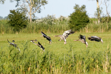 Graugänse im Landeanflug eine Gruppe Gänse in unterschiedlicher Landeformation