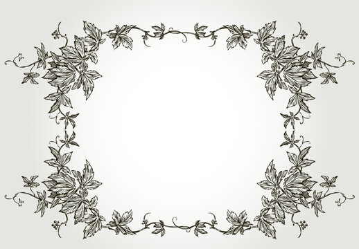 Decorative border from sketches vintage vine brances with leaves and tendrils