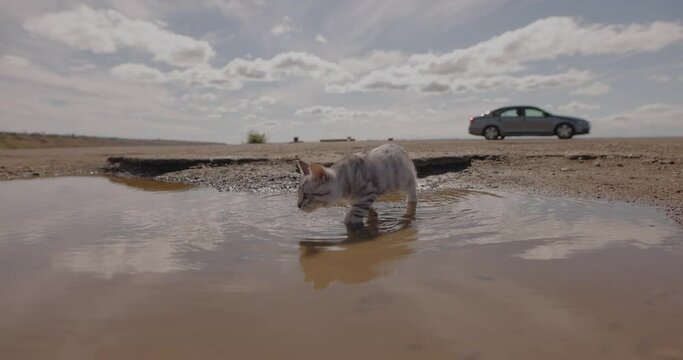 Little cat cross over the puddle walking and discovering a world