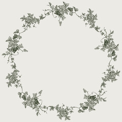 Decorative wreath of sketches vintage vine branches with berries, leaves and tendrils