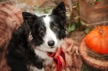 border collie funny photo of dogs for halloween autumn vibe