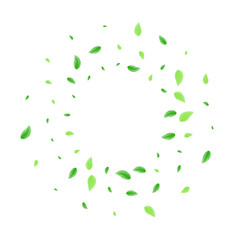Light Green Foliage Background White Vector. Sheet Forest Design. Mint Card. Greenish Wind Frame. Leaves Creative.