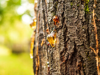 close up of tree sap