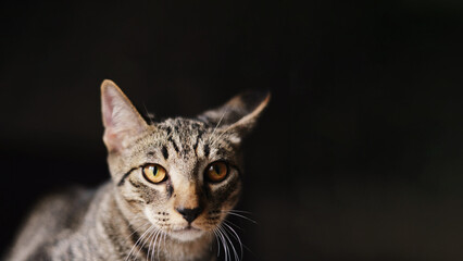Portrait of a mongrel forest cat, striped color on a dark background, taken close. The symbol of the new year 2023 according to the Chinese calendar.
