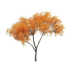 autumn tree isolated on white background, 3D illustration, cg render