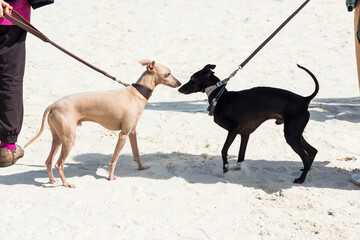 Rencontre de deux chiens 