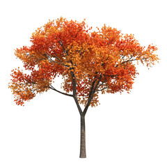 autumn tree, isolate on a transparent background, 3d illustration