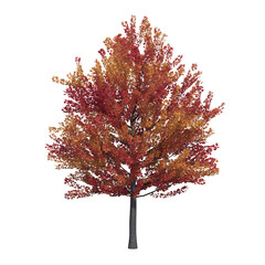 autumn tree, isolate on a transparent background, 3d illustration - obrazy, fototapety, plakaty