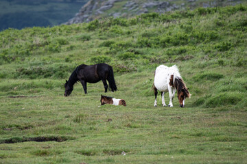 Two Dartmoor ponies and a new foul, on Dartmoor.