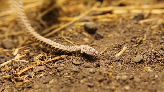Dead blind snake in woods.
Snake skeleton detail, Skull, spine, ribs and tail.
Exotic reptiles.
It's called an Anatolian, Turkish Worm Lizard, worm snake (Blanus strauchi) Non venomous.
Dead animal