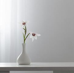 Gladiolus Muriel or acidanthera in white vase on white background