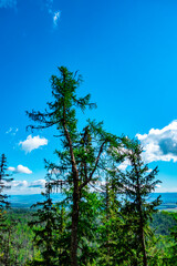 Tatra tree in the High Tatras