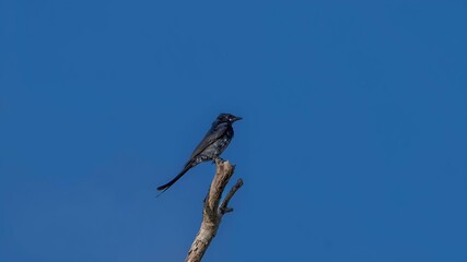 black drongo (Dicrurus macrocercus)