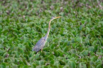 purple heron (Ardea purpurea) close to a pond