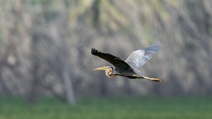 purple heron (Ardea purpurea) close to a pond