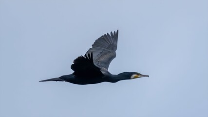great cormorant (Phalacrocorax carbo)