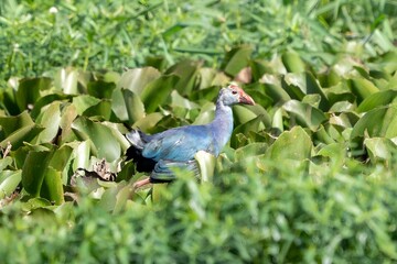 western swamphen (known as Purple Swamphen) (Porphyrio porphyrio)