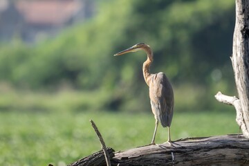 purple heron (Ardea purpurea) close to a pond