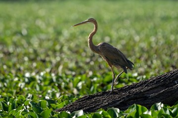 purple heron (Ardea purpurea) close to a pond