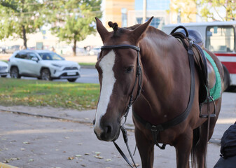 portrait of a horse in the city