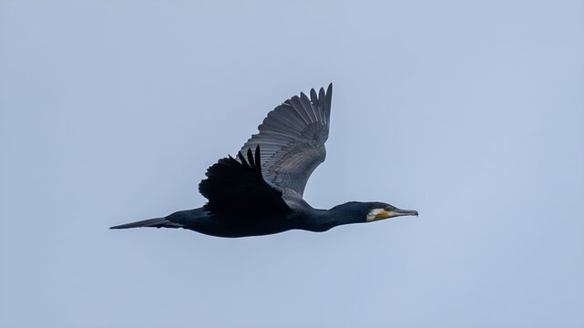 Great Cormorant (Phalacrocorax Carbo)