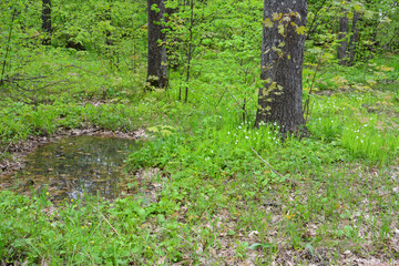 pond in the forest with green grass and tree trunks 
