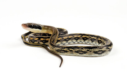 Fototapeta premium Beauty Snake // Yunnan-Schönnatter (Elaphe taeniura yunnanensis)