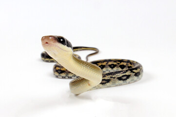 Beauty Snake // Yunnan-Schönnatter (Elaphe taeniura yunnanensis)