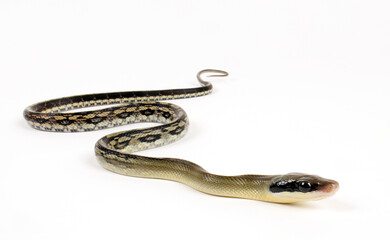 Beauty Snake // Yunnan-Schönnatter (Elaphe taeniura yunnanensis)