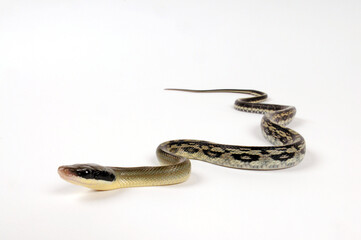 Beauty Snake // Yunnan-Schönnatter (Elaphe taeniura yunnanensis)