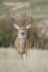 Whiteatil Deer buck facing directly toward the viewer, with a natural background in autumn habitat