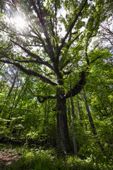 trees in the forest