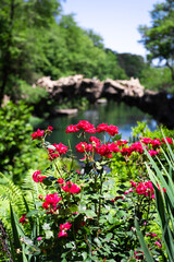 flowers in the garden