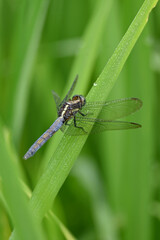 closeup the sky black dragonfly hold on paddy plant leaf soft focus natural green brown background.