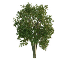 tree isolated on white background as PNG
