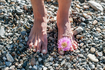 Nature’s  Pedicure. Woman’s feet adorned with a beach flower. 