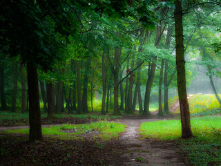 Mysterious dark green forest in the fog. Foggy morning in the summer forest.