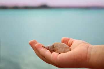 The palm of a child with a large shell on the background of blue water, seascape, beach, water recreation. Sea life, family vacation. Nature, animals. Summer rest. Summer, background, wallpaper