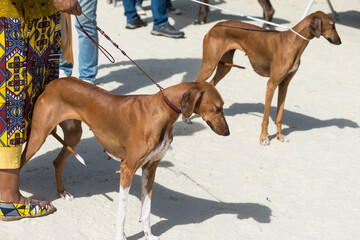 Obraz premium Chiens de race tenus en laisse