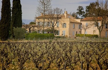 Fototapeta na wymiar Dormant Mourvèdre grapevines in the Bandol region of Provence, France on a hazy afternoon.