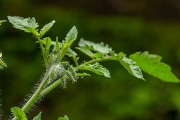 Close up of shoots of tomato plants that have not yet bloomed flower buds, white hairs on the stems and leaves are clearly visible