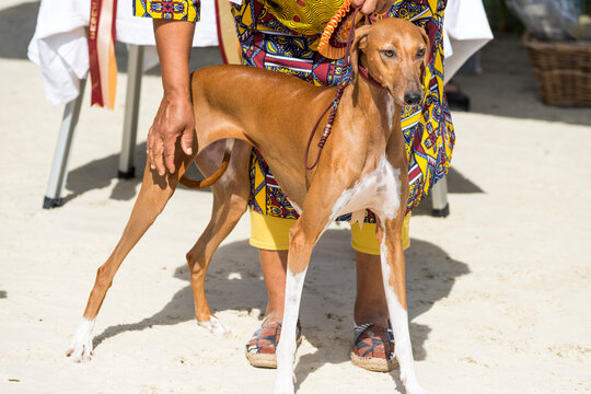  Un Azawakh, l&eacute;vrier africain 